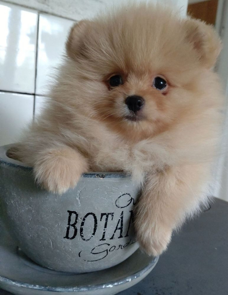 Pomeranian