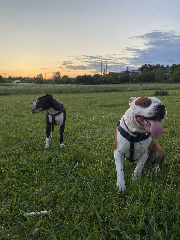 Patrick Nielsen Amstaff