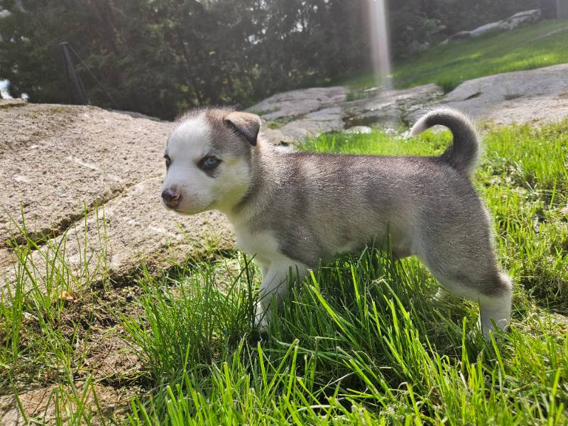 Siberian Husky