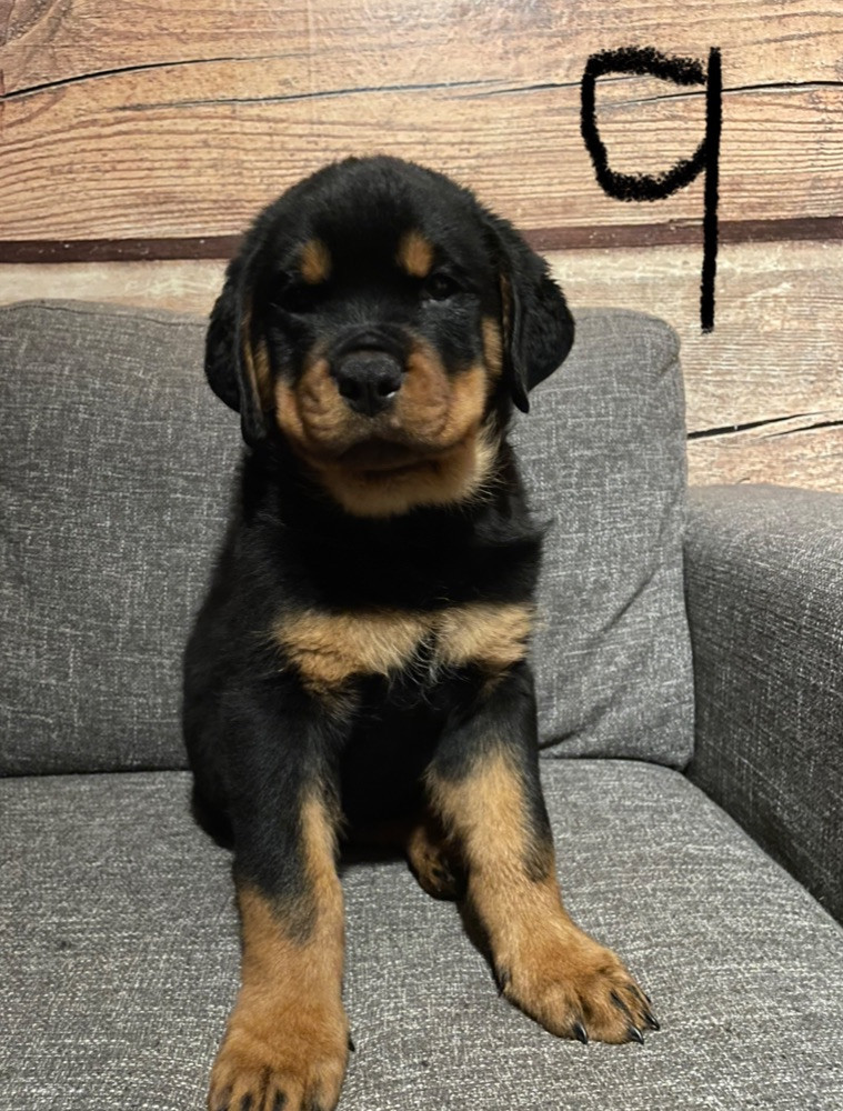 Rottweiler