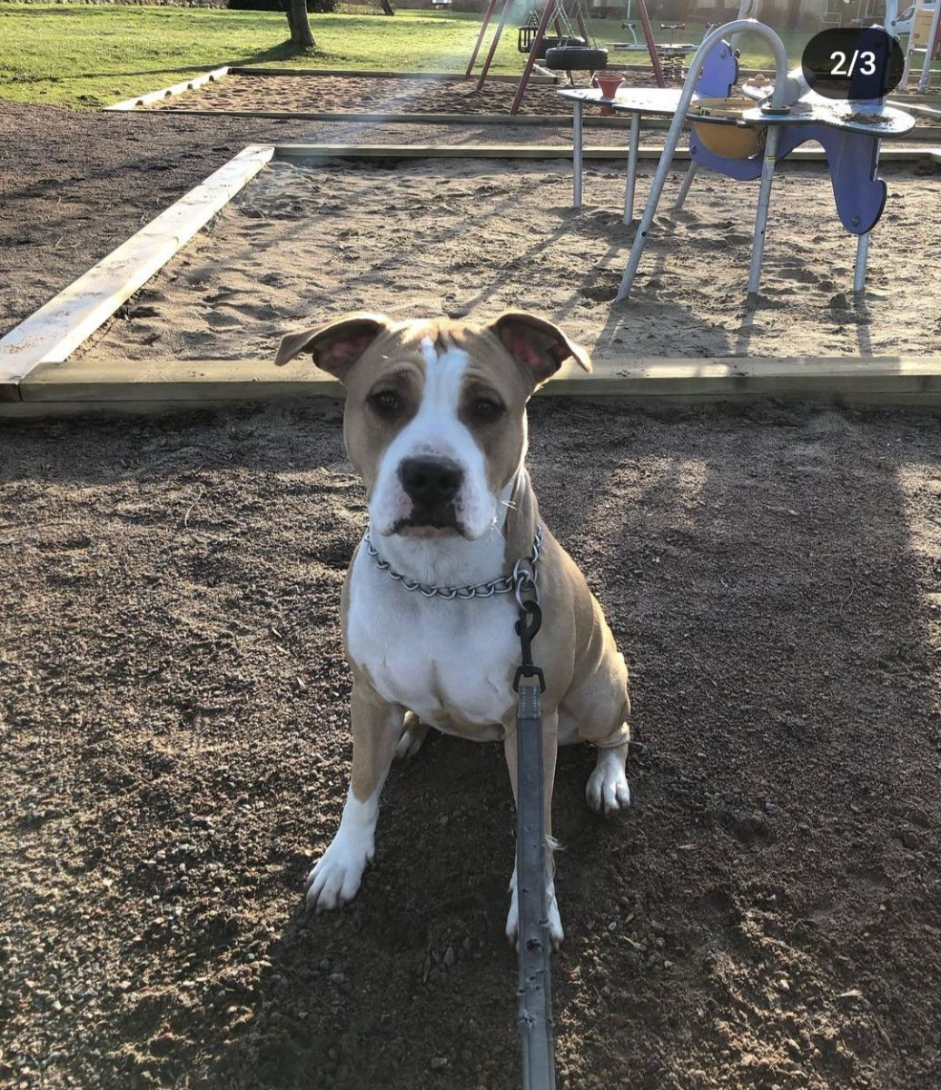 American Staffordshire Terrier