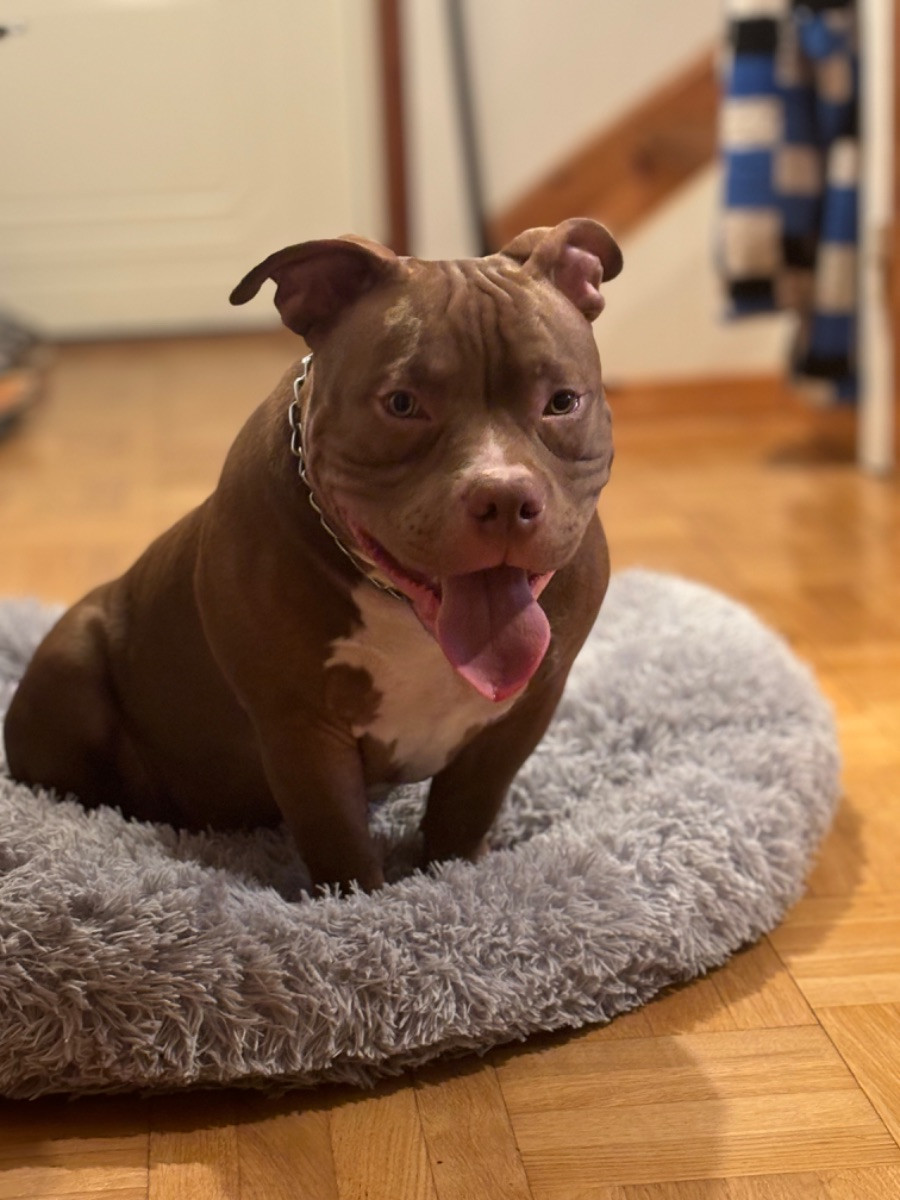 American bully