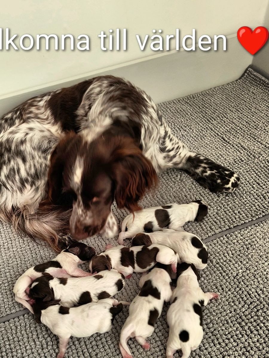 Kleine Münsterländer