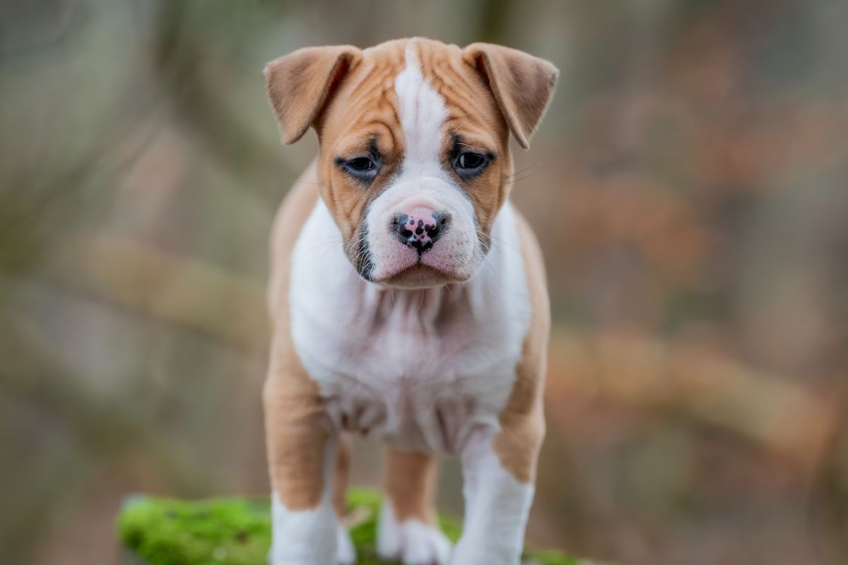 American Staffordshire Terrier