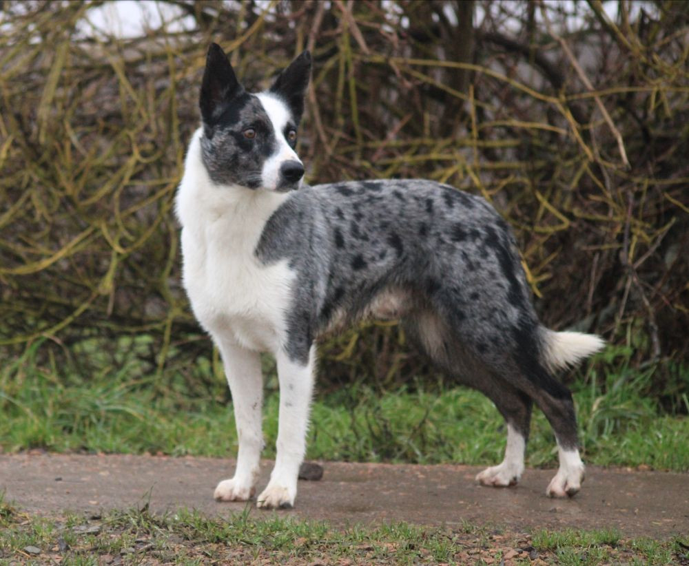 Border collie