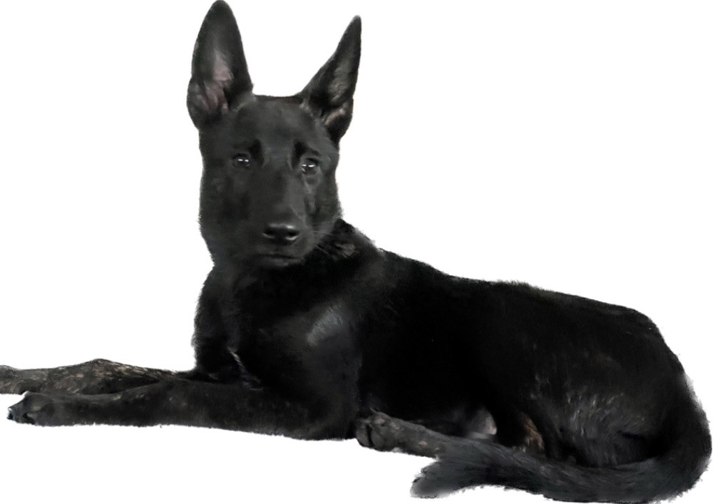 Renrasig Hollandse Herdeshond