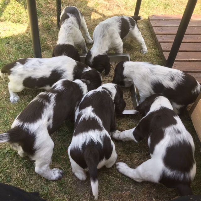 English Springer Spaniel