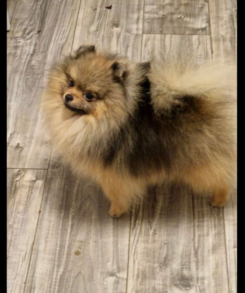 Pomeranian