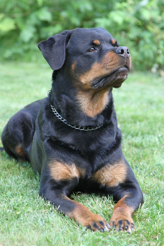 Rottweiler