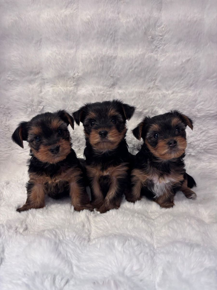 Yorkshire Terrier