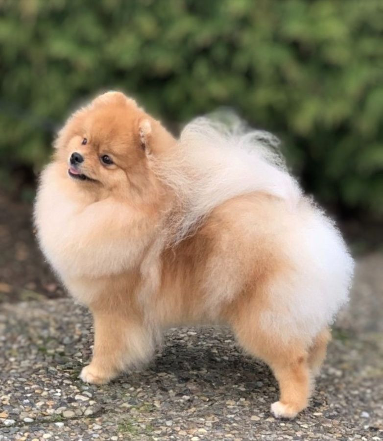 Black Orange's Pomeranian