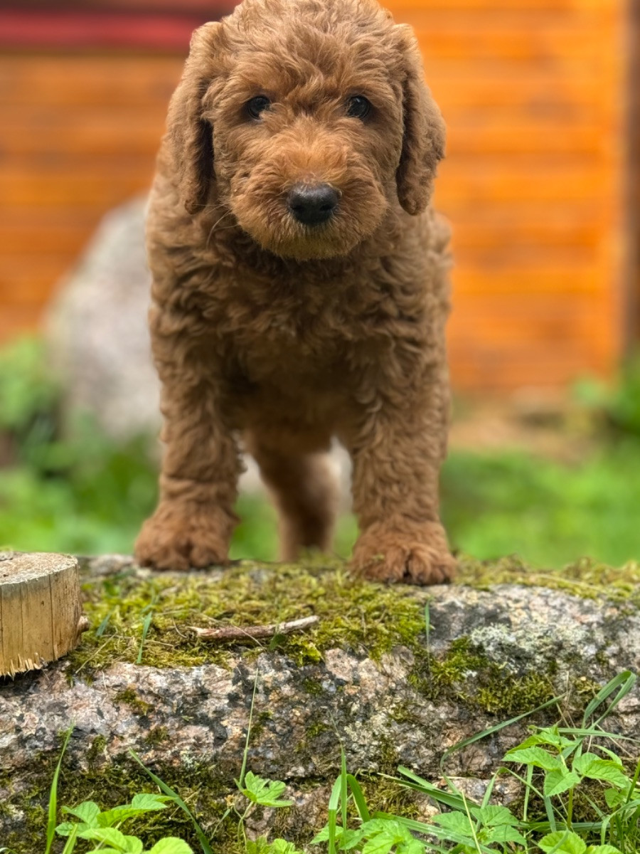 Isadoras Pudel och Cockerpoo