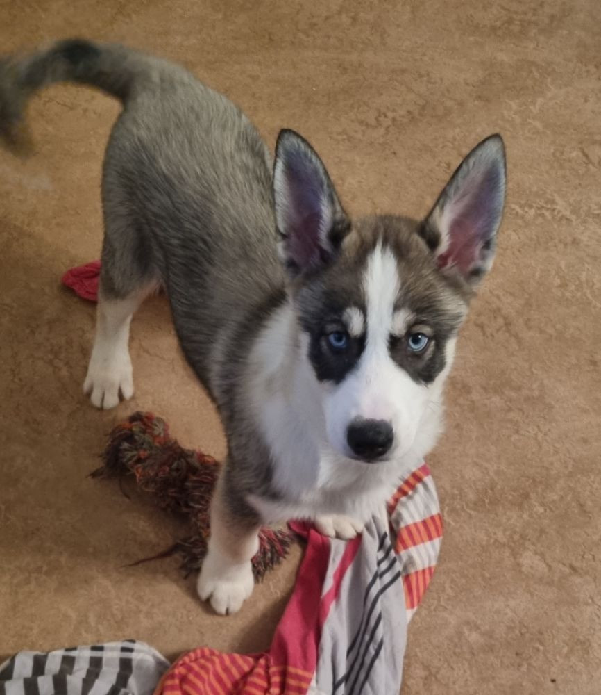 Siberian husky
