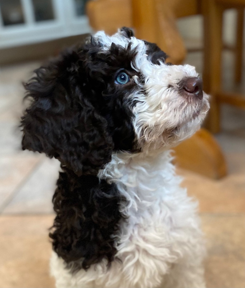 Spanish Water Dog (Perro de Agua Espanol)