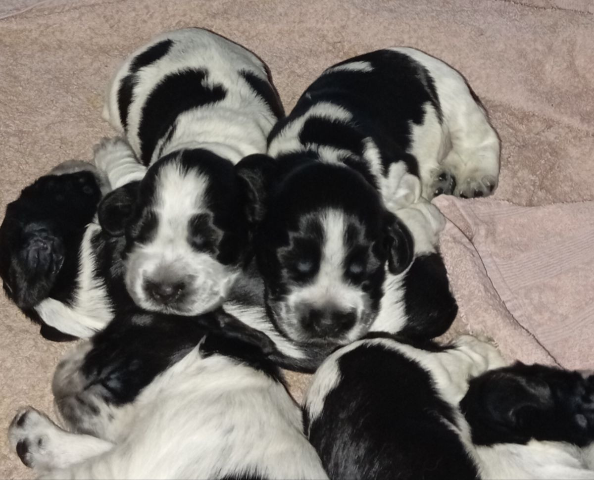 Puppy Dream's