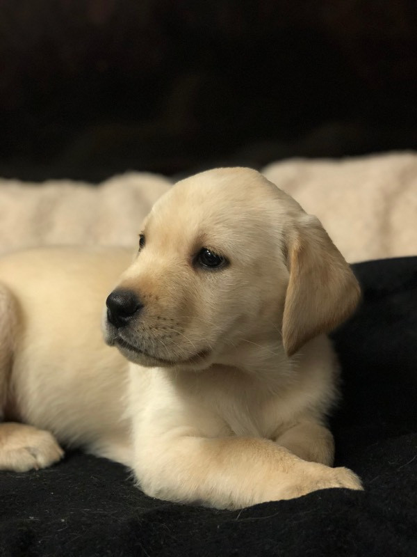 Hubbestads säteri kennel