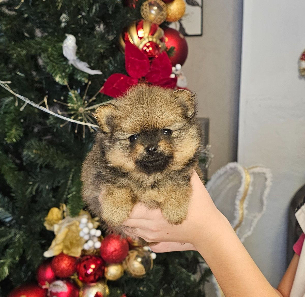 Pomeranian · 2025-11-21 · Enköping · Pomsik Rakaaig