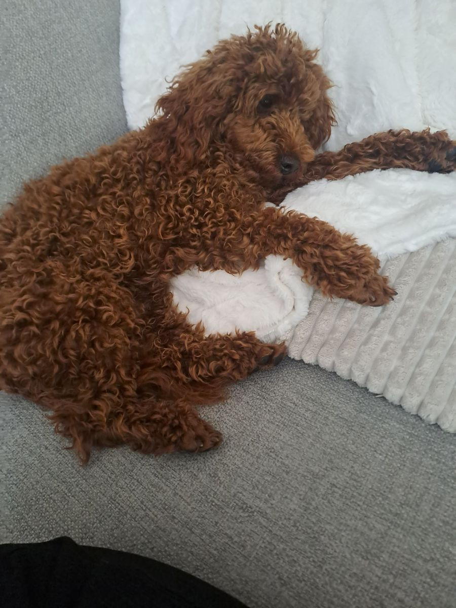 Maltipoo