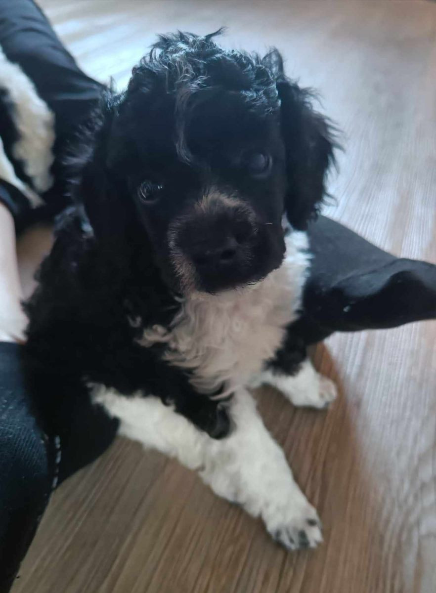 Medium Poodle