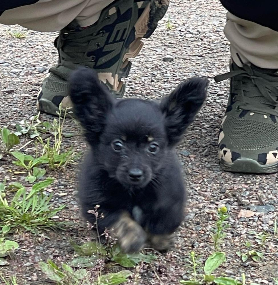 Chihuahua tax