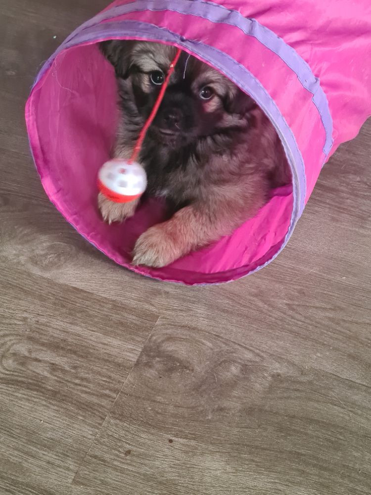 Tibetan Spaniel