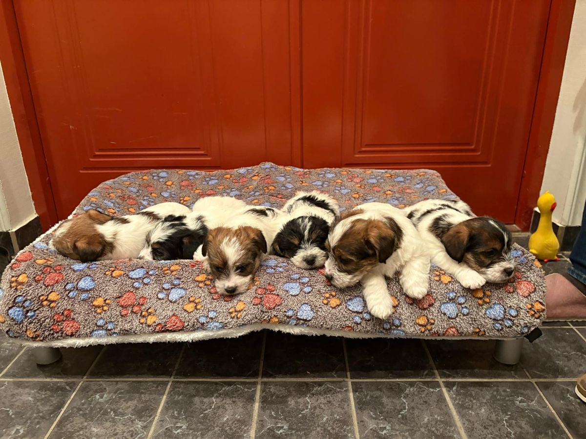 Jack russell terrier