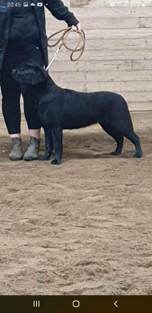 Labrador retriever