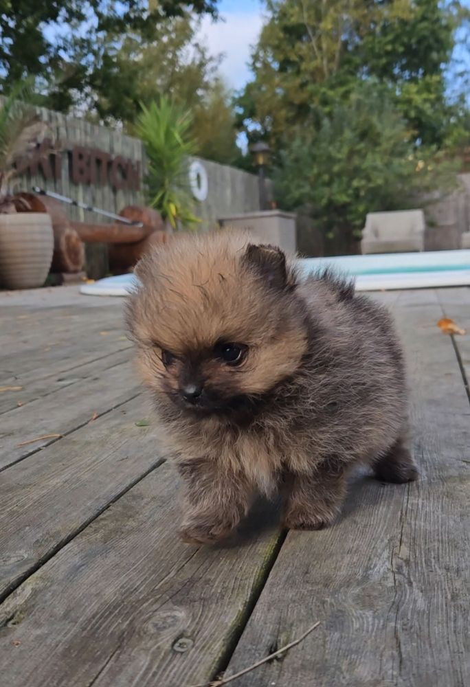 Tiny Winne