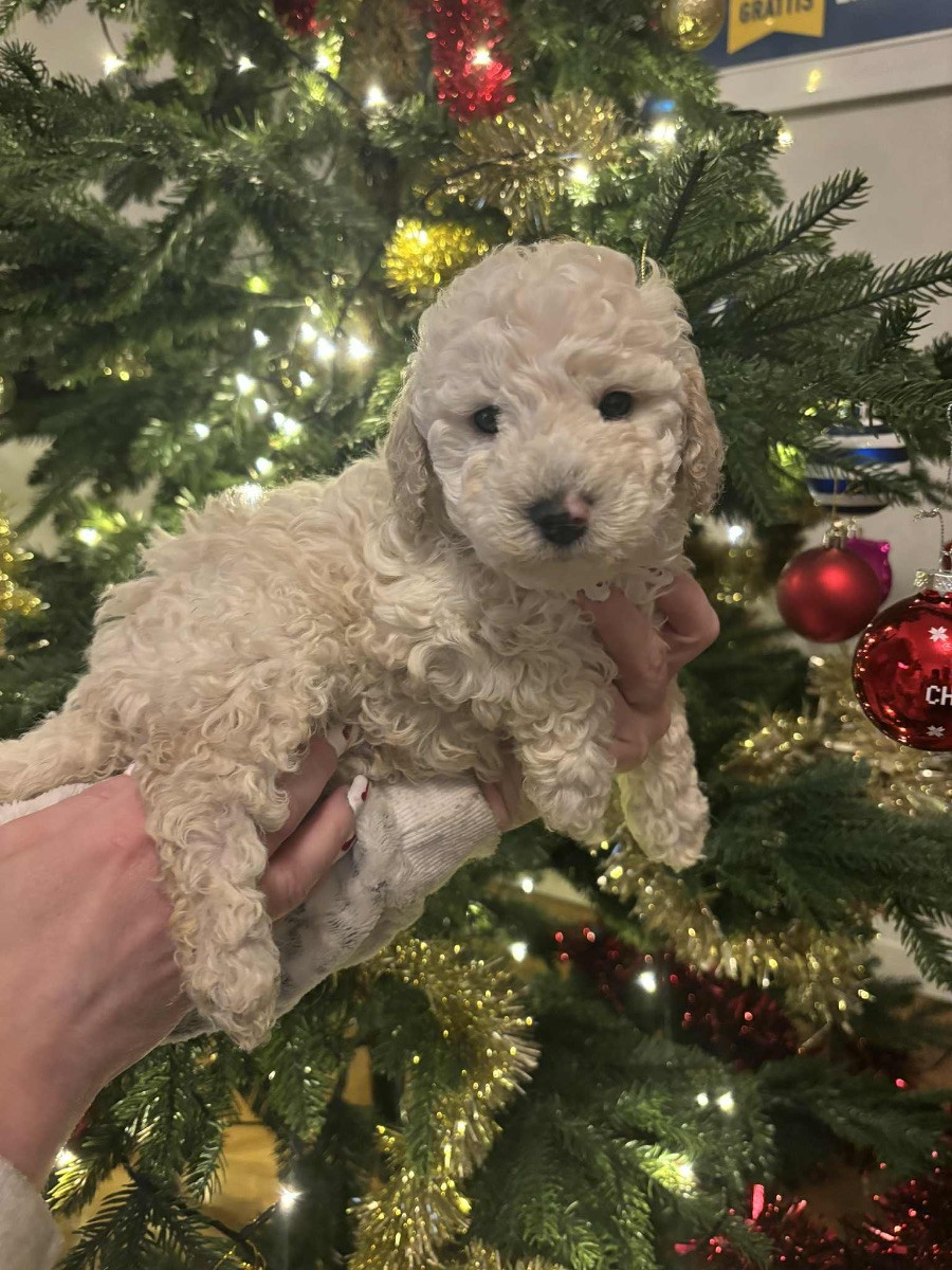 Miniature Poodle · 2025-11-16 · Vällingby · THs Tassar