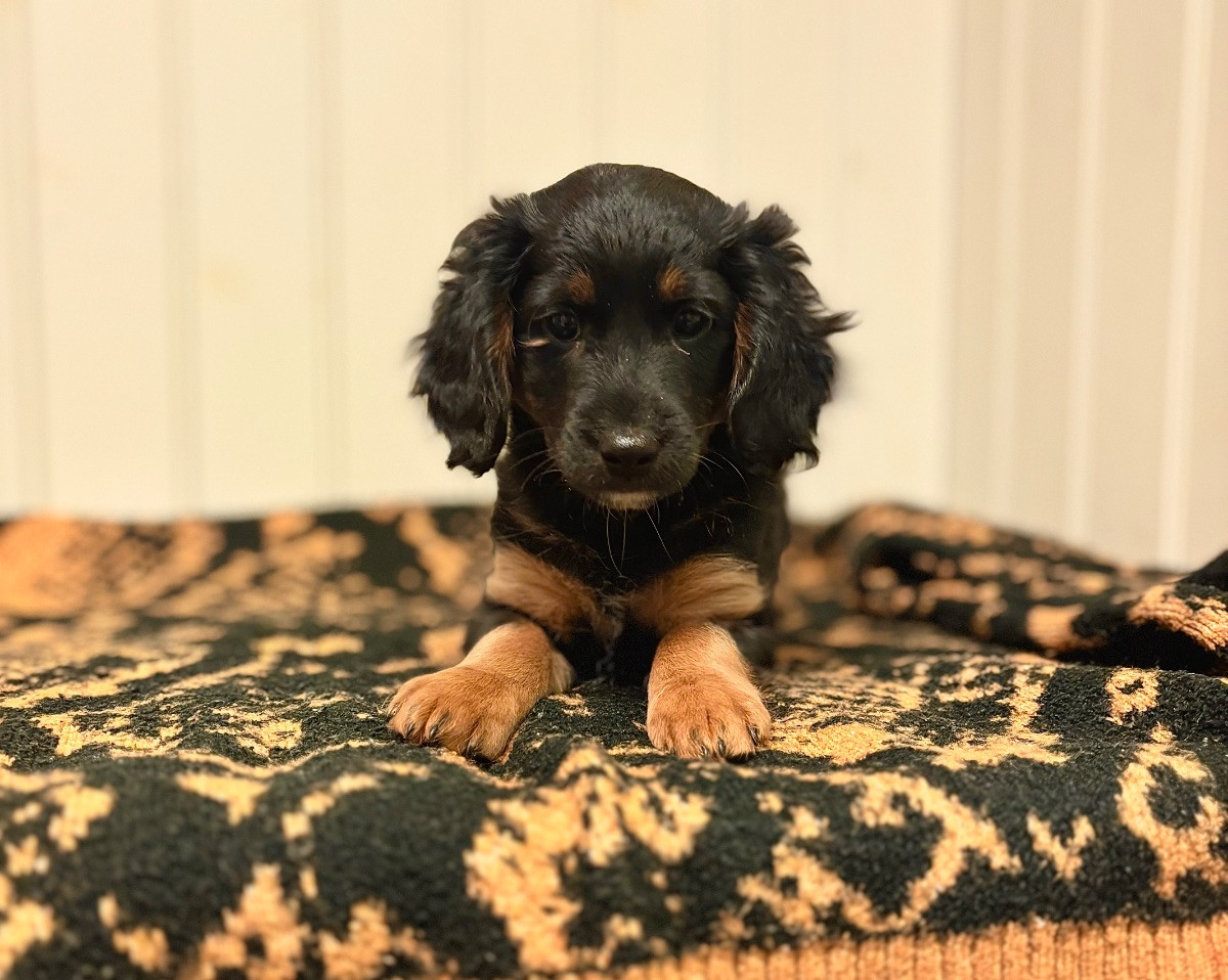 Cavapoo · 2025-10-09 · Norberg · Cajsa A.