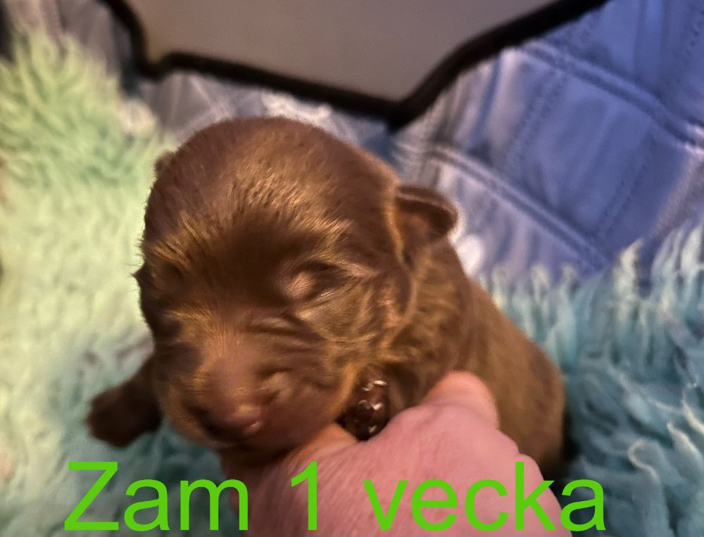 Animalcompaniets