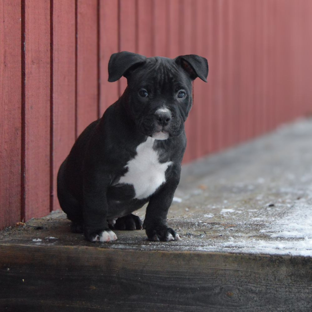 Redhouse Bully
