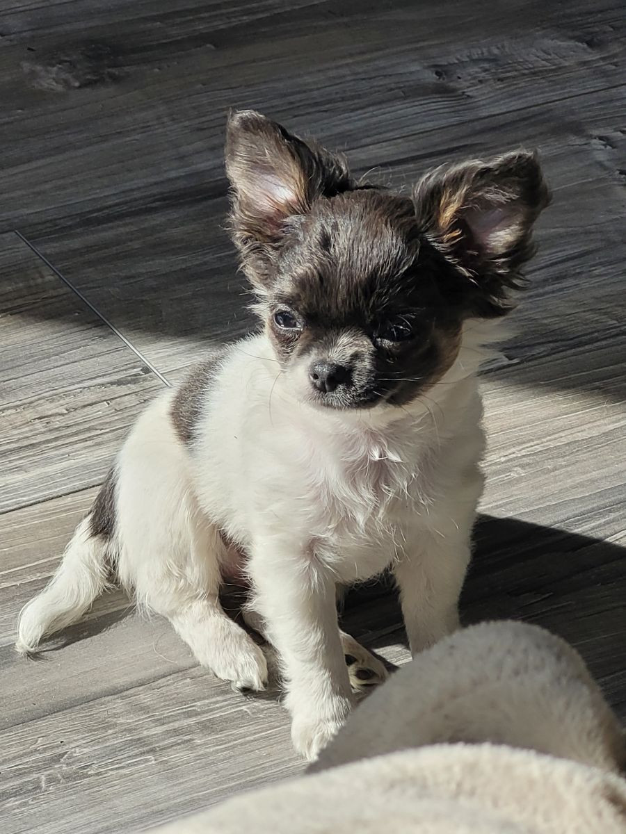 Aniara's Majestic