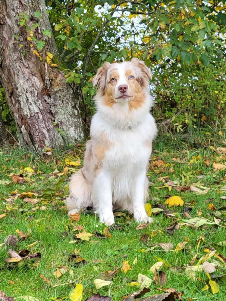 Australian shepherd