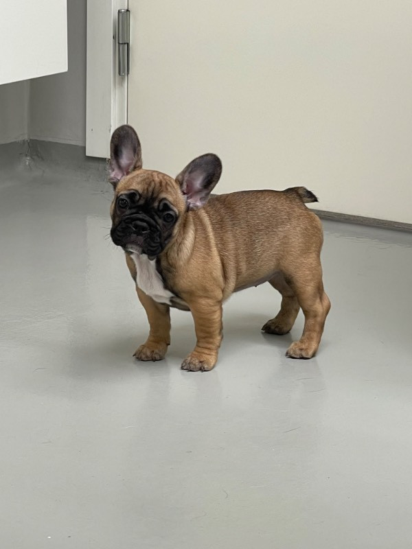 Los Dinegro's kennel