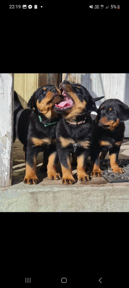 Lady Rott's