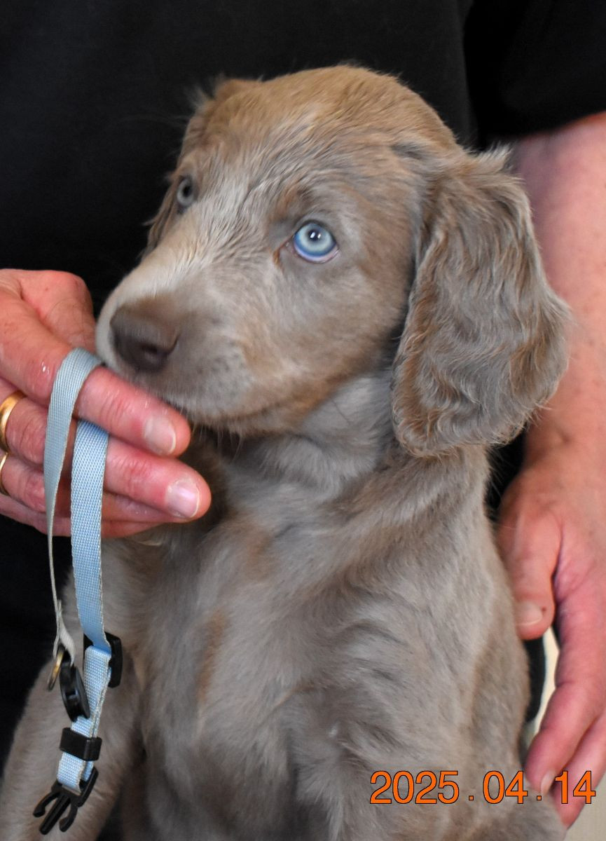 Malmhill's