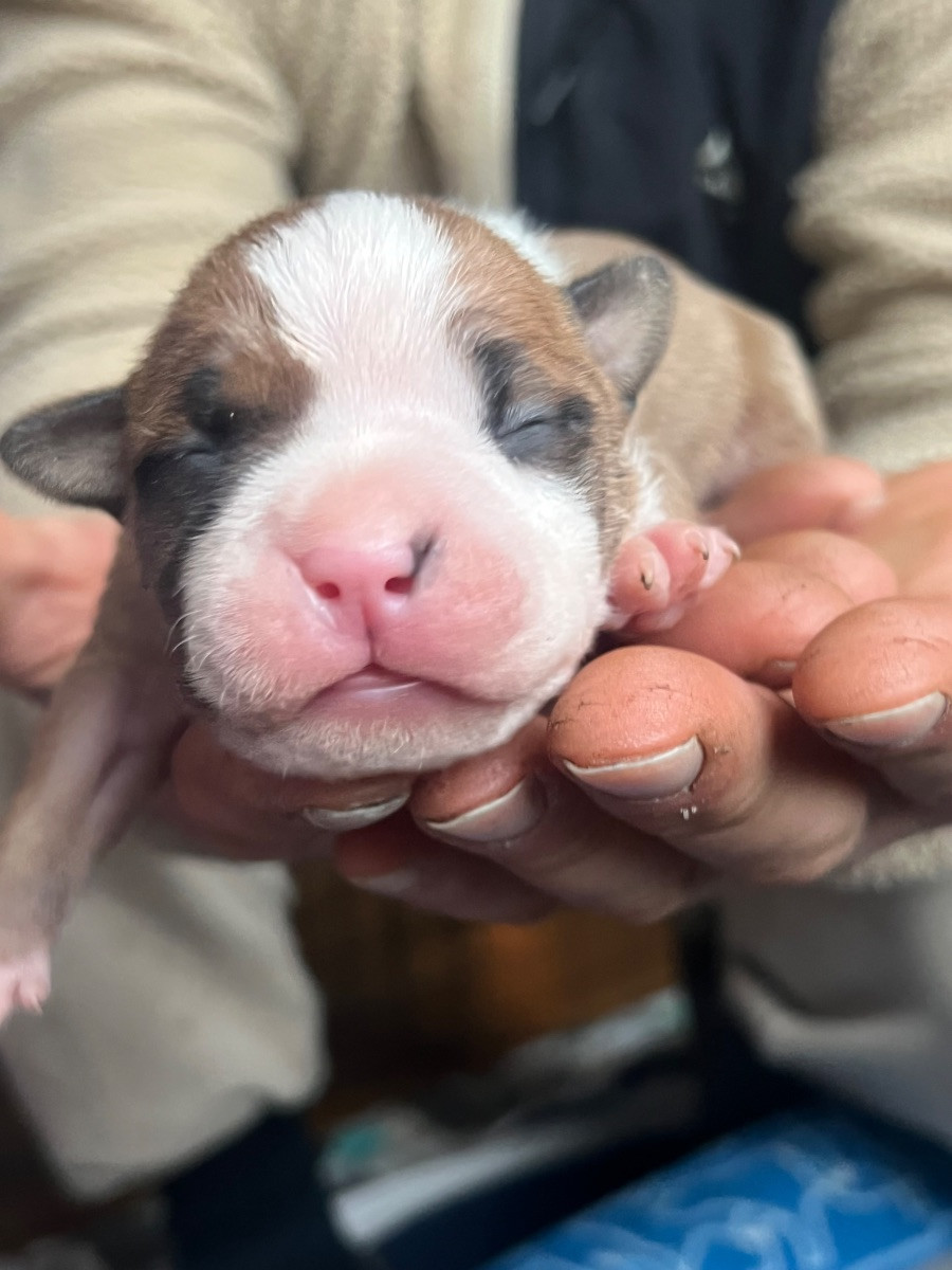 American Staffordshire Terrier