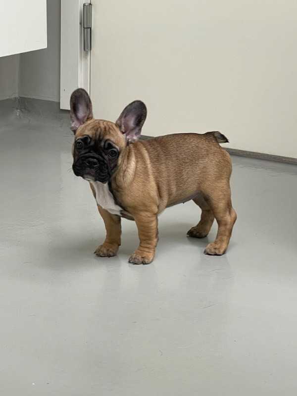 Los Dinegro's kennel