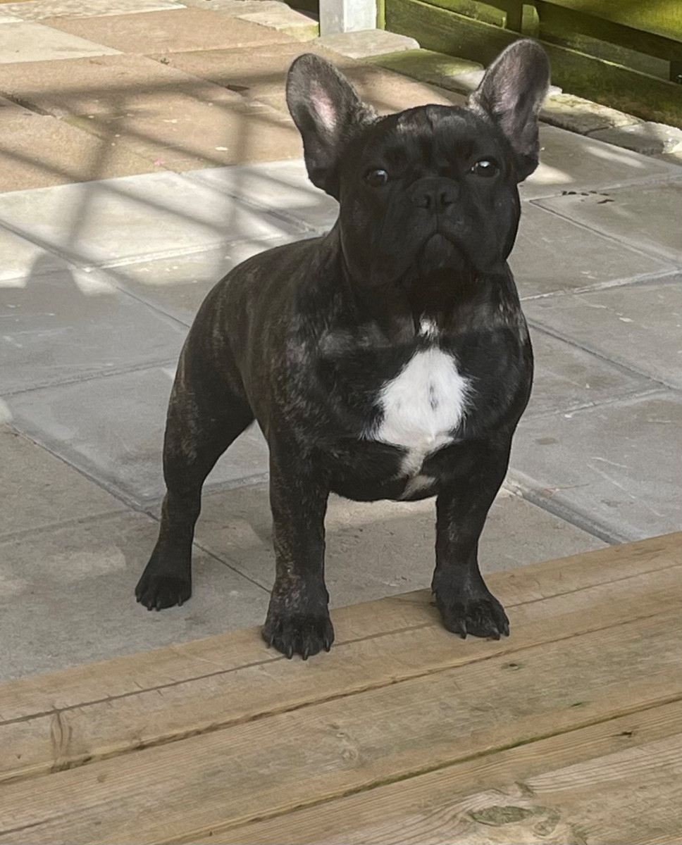 Los Dinegro's kennel
