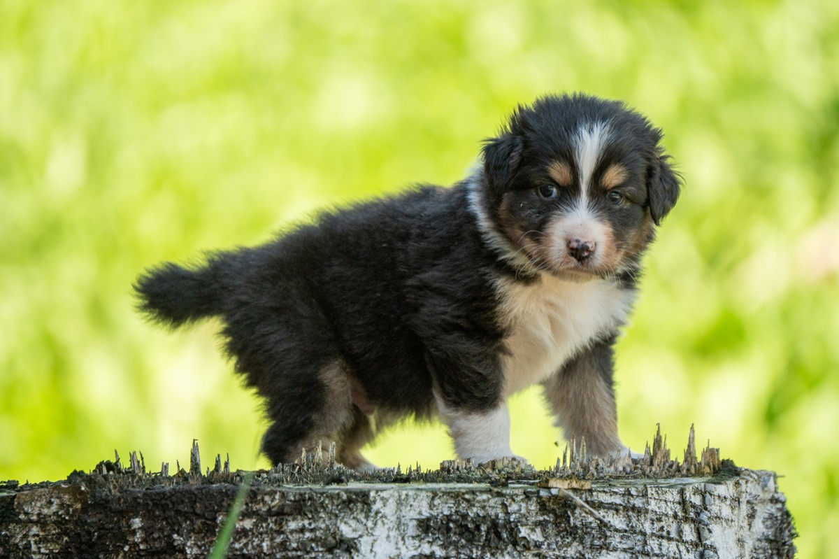 Maple Force Aussies