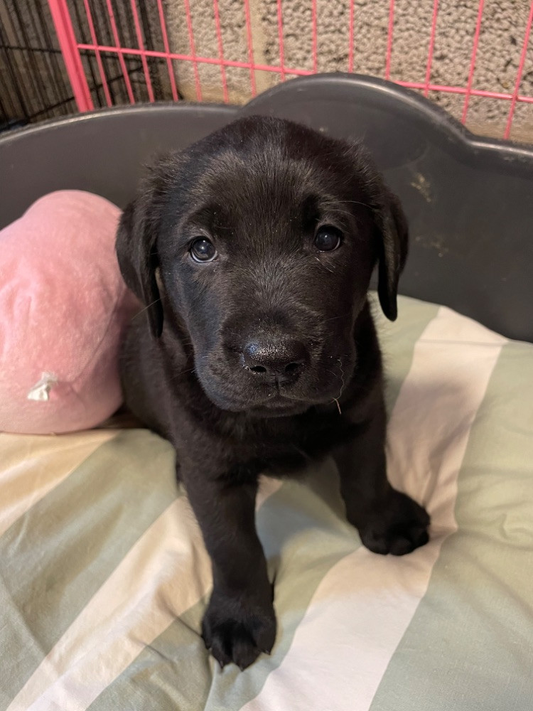 Labrador Retriever