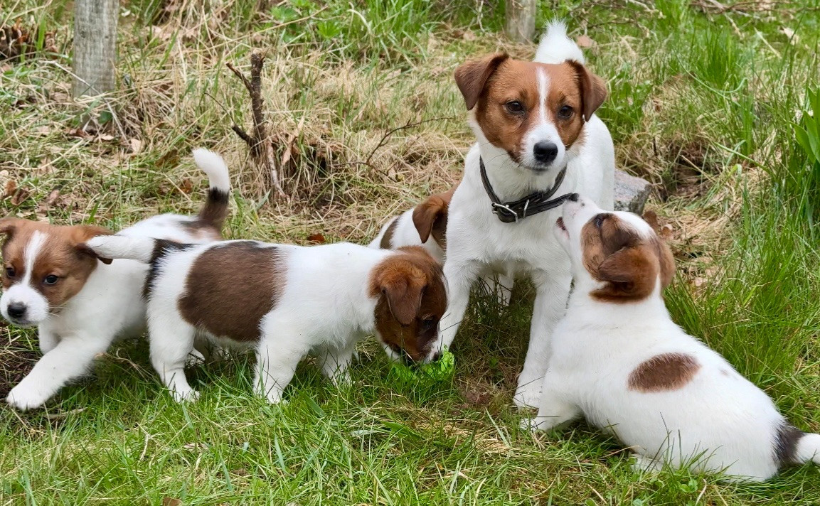 Russelltorpet