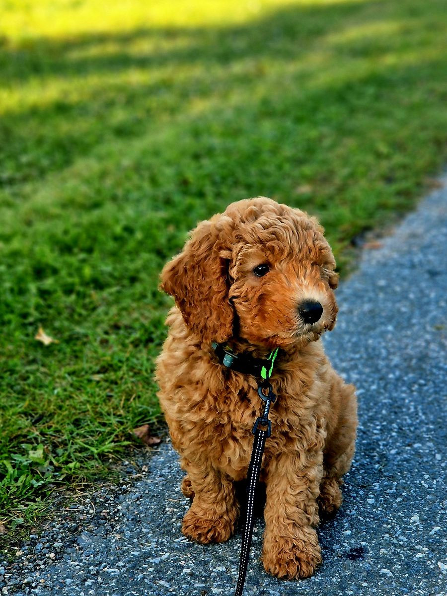 Australien labradoodle