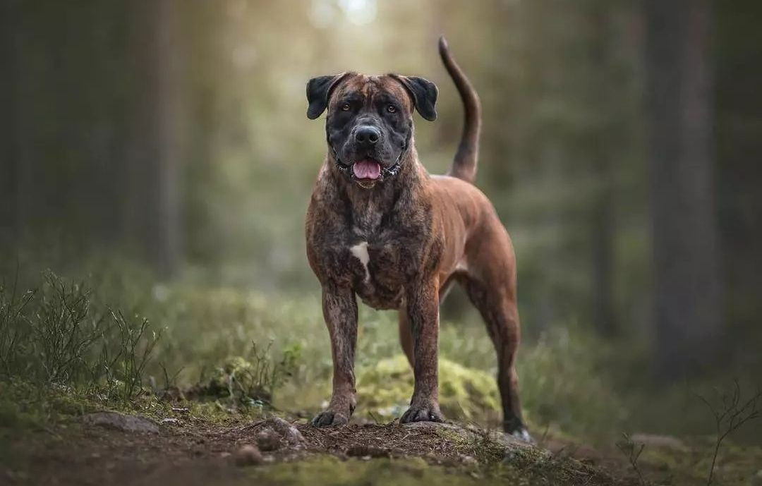 Vanja