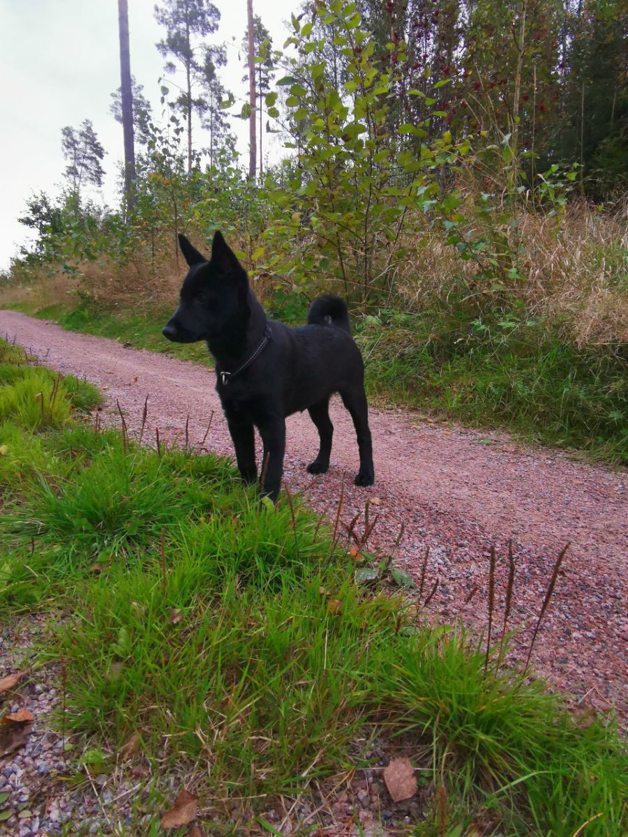 Svartspetsen