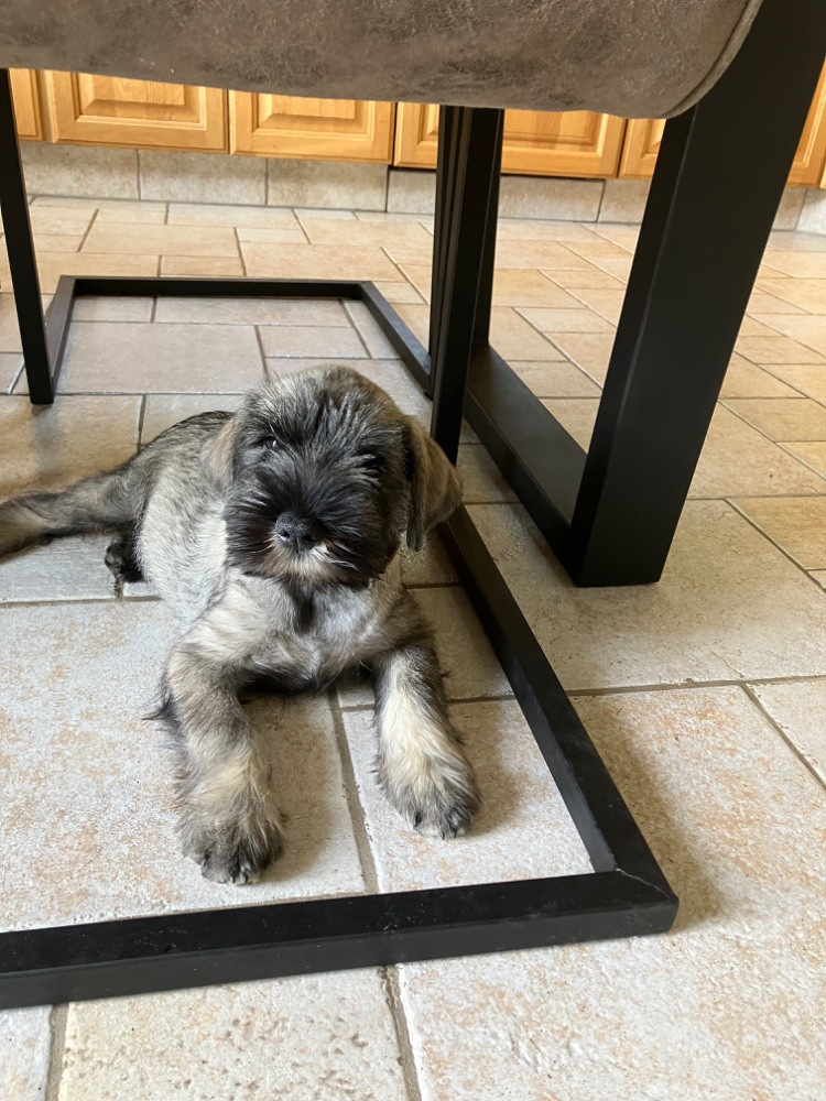 Cubits kennel