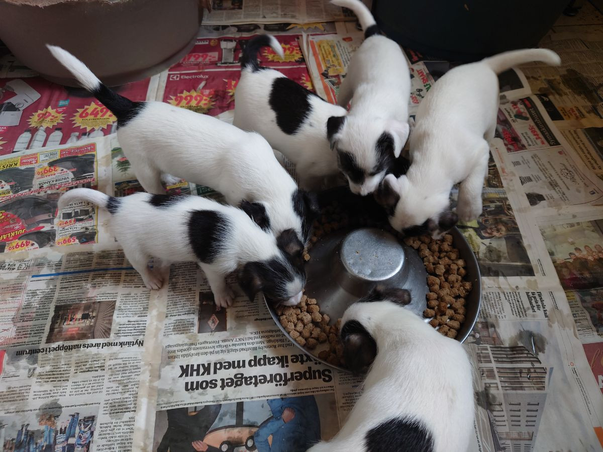 Parson Russell Terrier