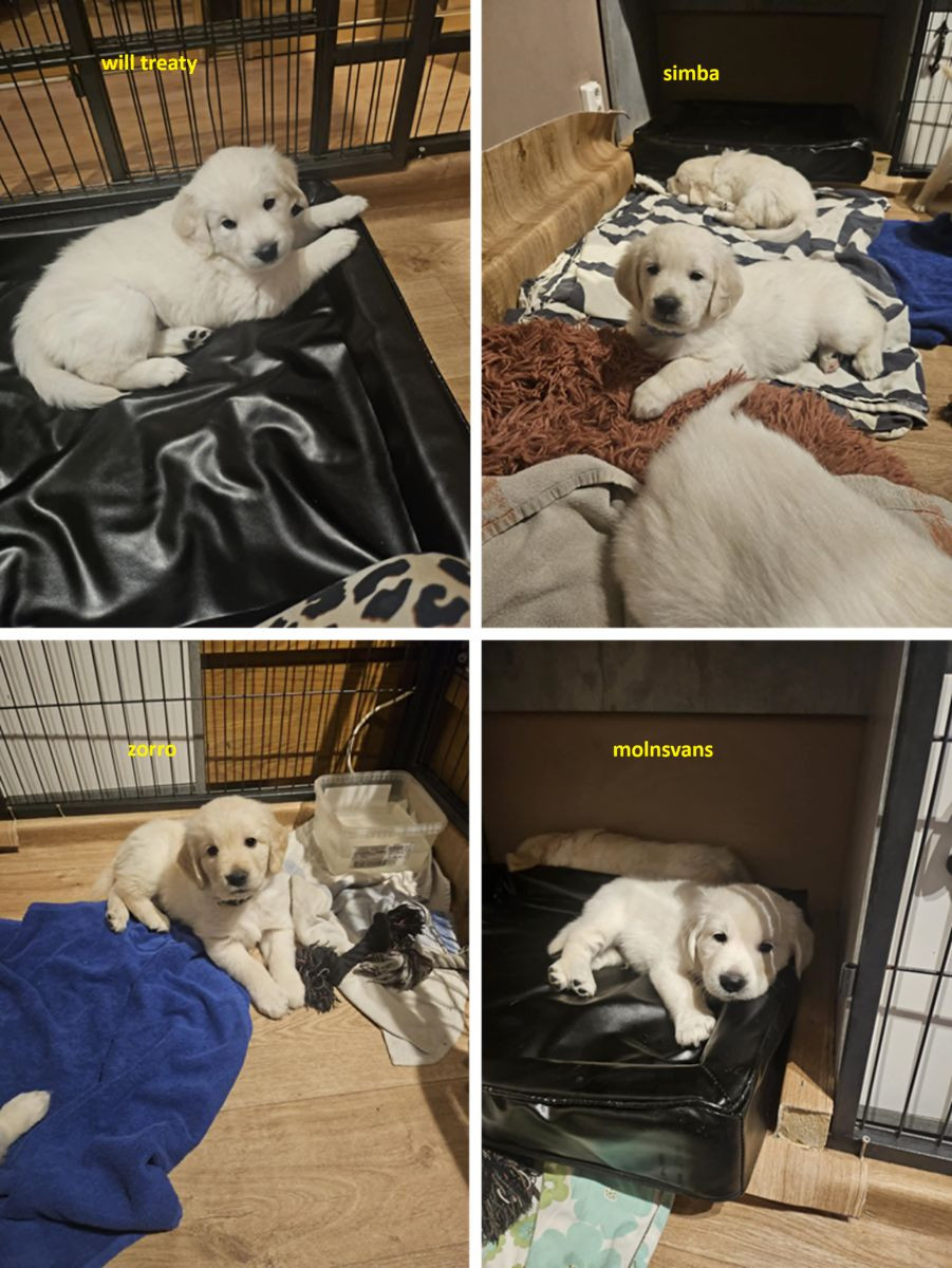 Golden Retriever