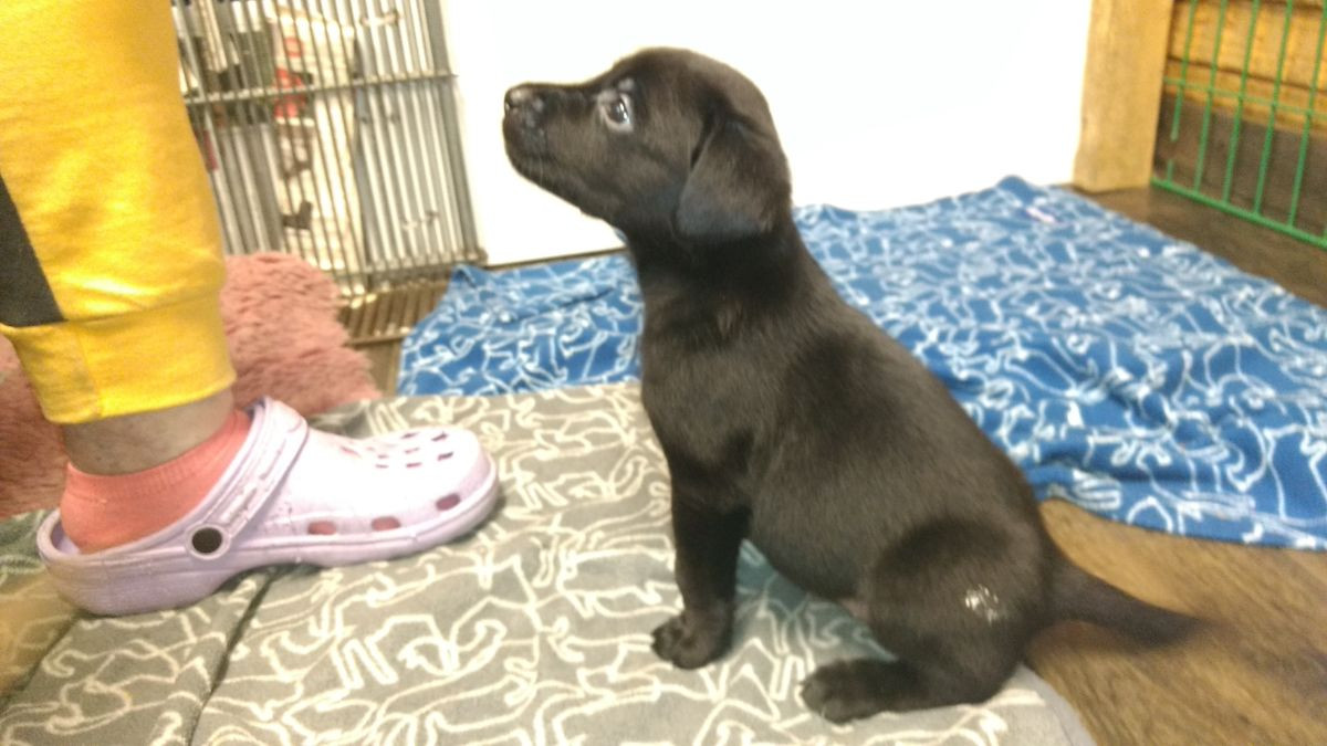 Labrador Retriever